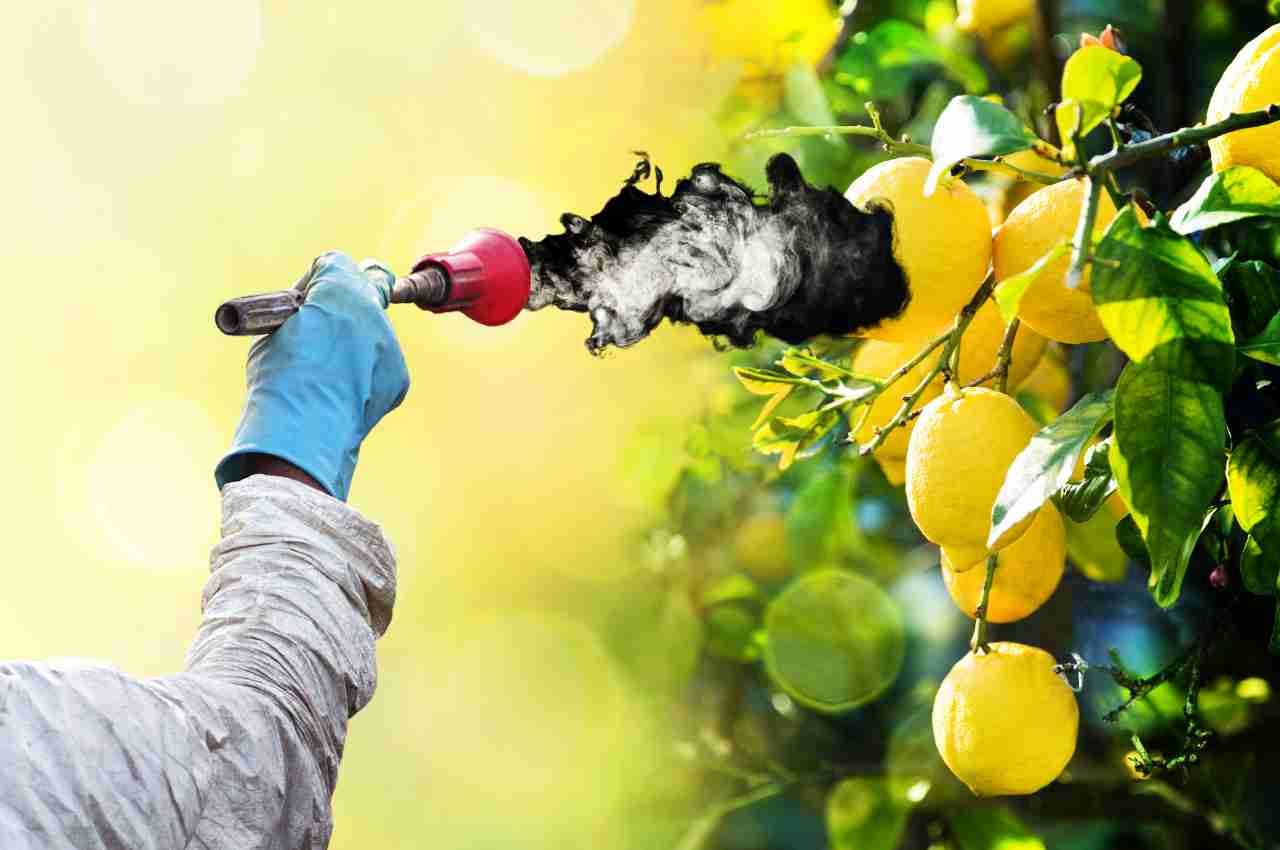 limoni con pesticidi